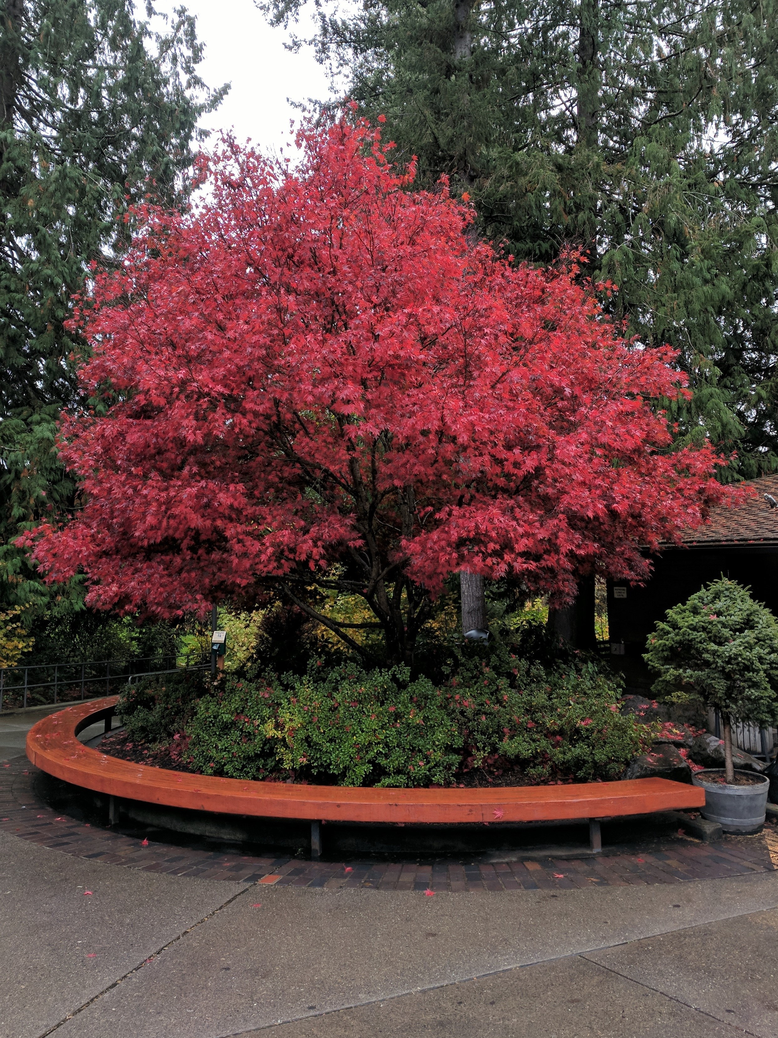 red tree